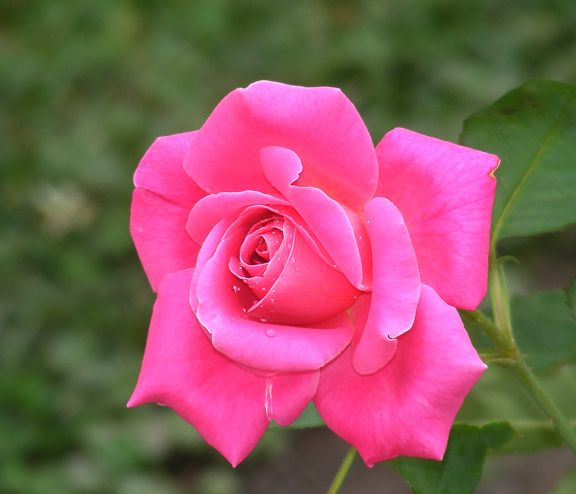 Pink Peace photo 2014_07130003_zps3e371b3c.jpg